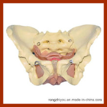 Life-Size Adult Female Muscular&Inner Organs in Pelvis Model